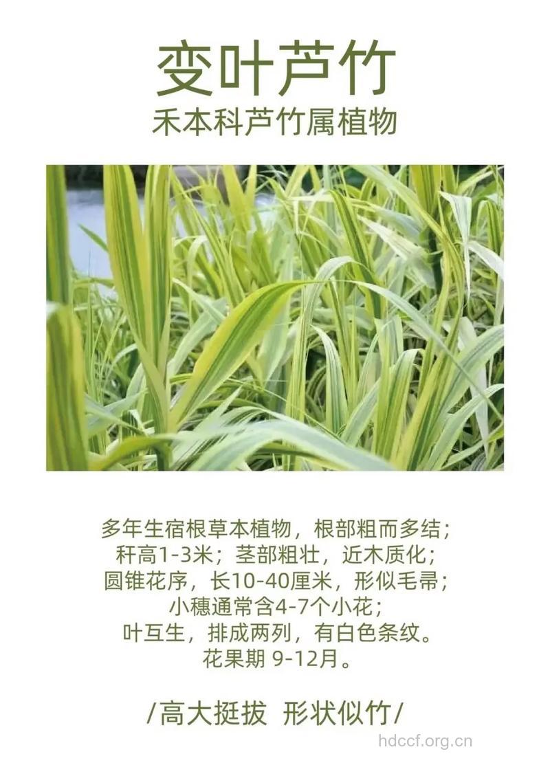 芦竹箨的功效与作用