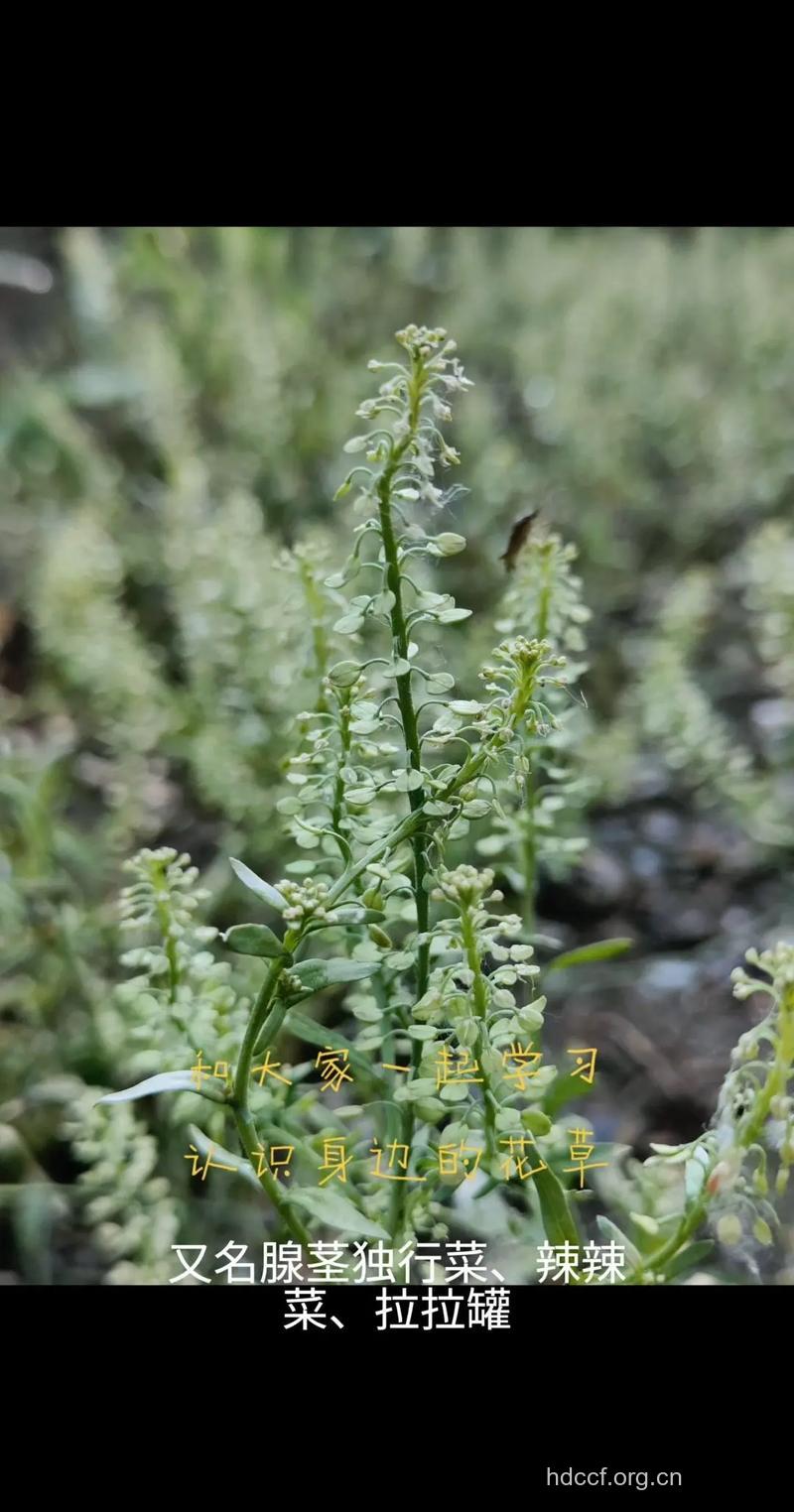 宽叶独行菜的功效与作用