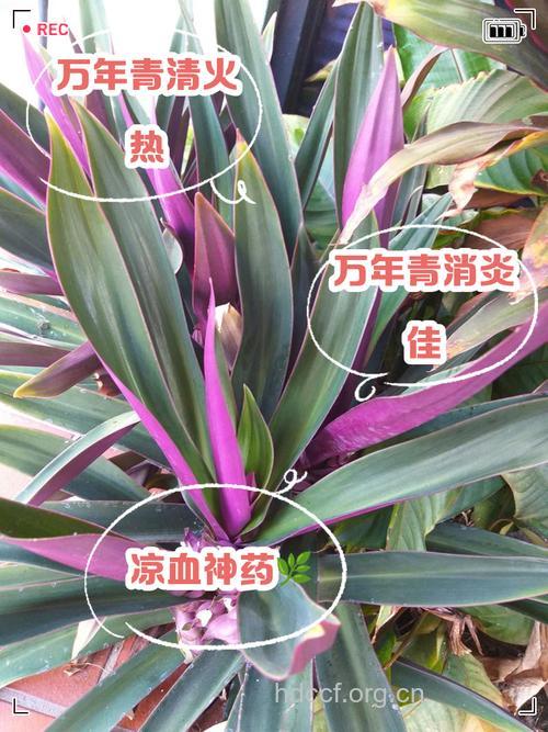 紫背绿的功效与作用