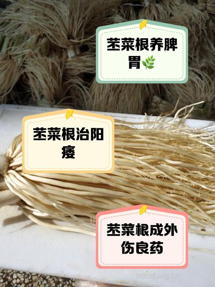 蕹菜根的功效与作用