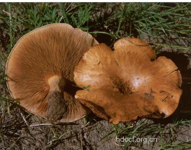 卷伞菌的功效与作用