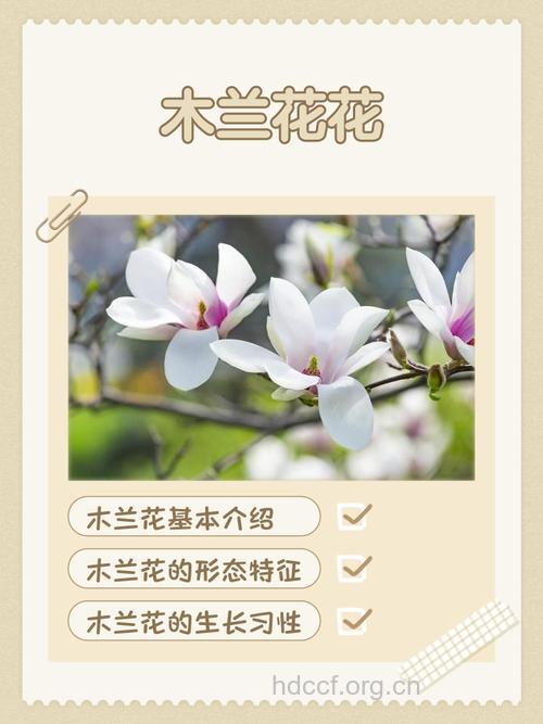 木兰花的功效与作用
