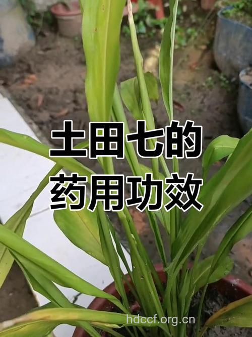 土田七的功效与作用