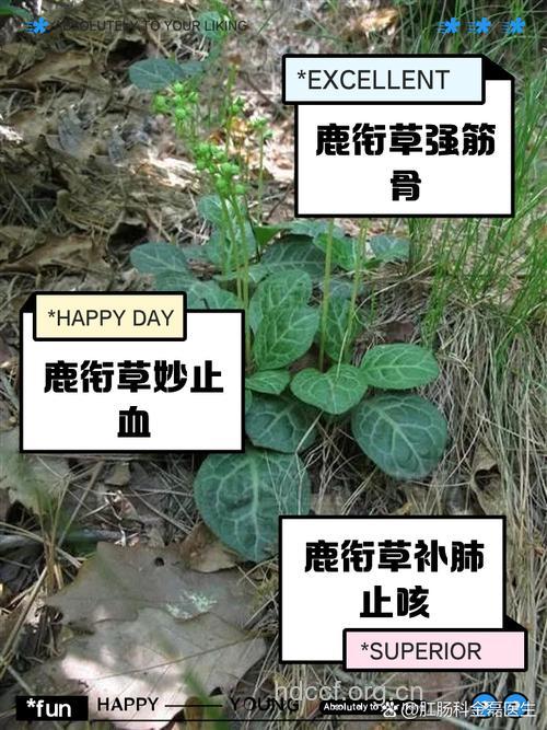 鹿药的功效与作用