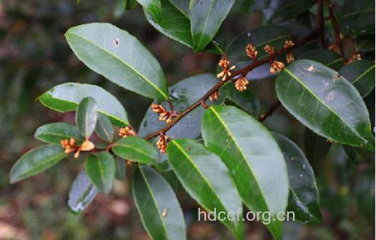 蔓胡颓子根的功效与作用