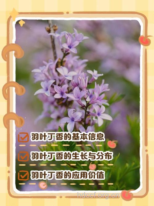 羽叶丁香的功效与作用