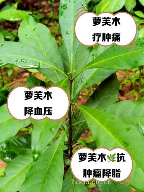 萝芙木茎叶的功效与作用