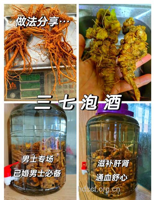 三七有哪些功效 推荐两款药酒