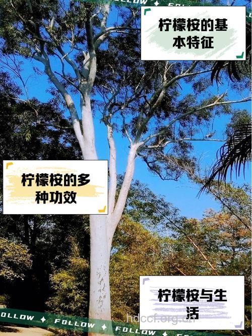 柠檬桉果的功效与作用