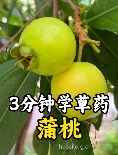 蒲桃根皮的功效与作用