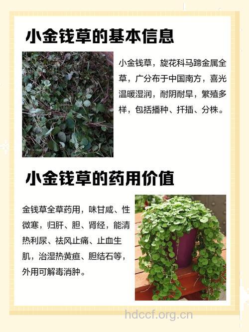 小金钱草的功效与作用