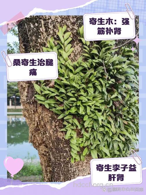 卵叶寄生的功效与作用