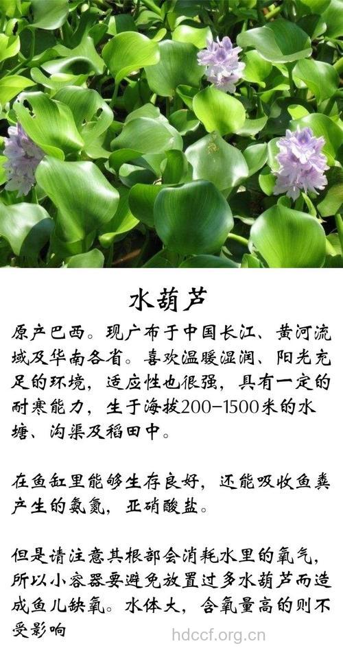 水葫芦苗的功效与作用