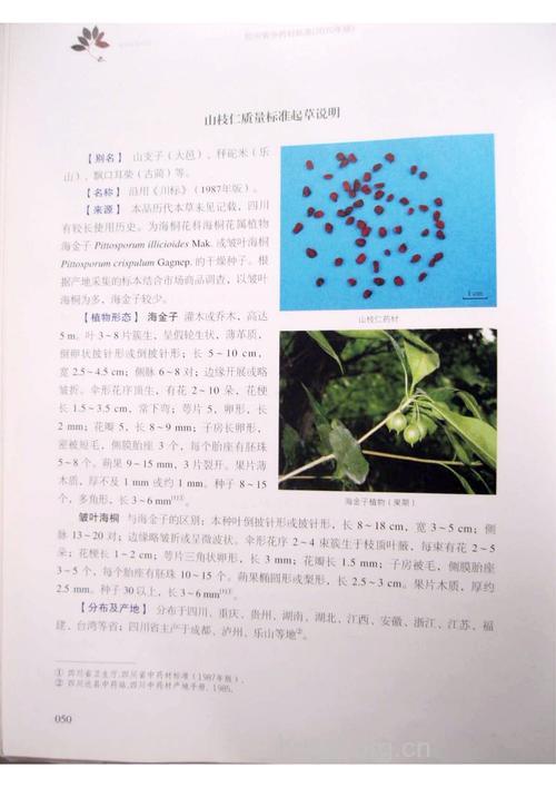 山枝仁的功效与作用