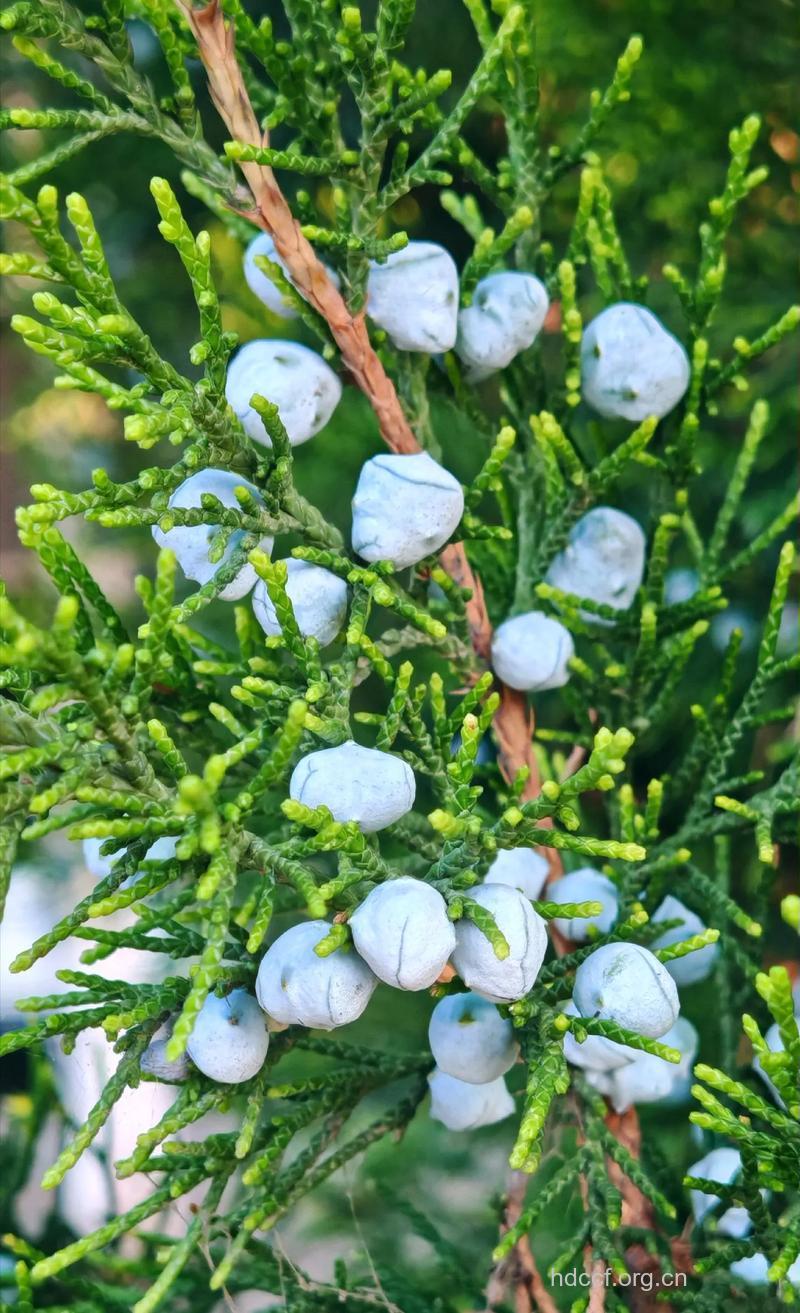 圆柏果的功效与作用