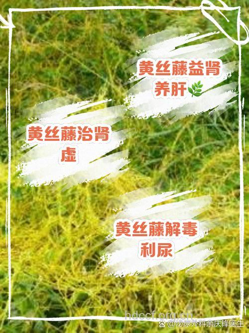 金丝藤的功效与作用