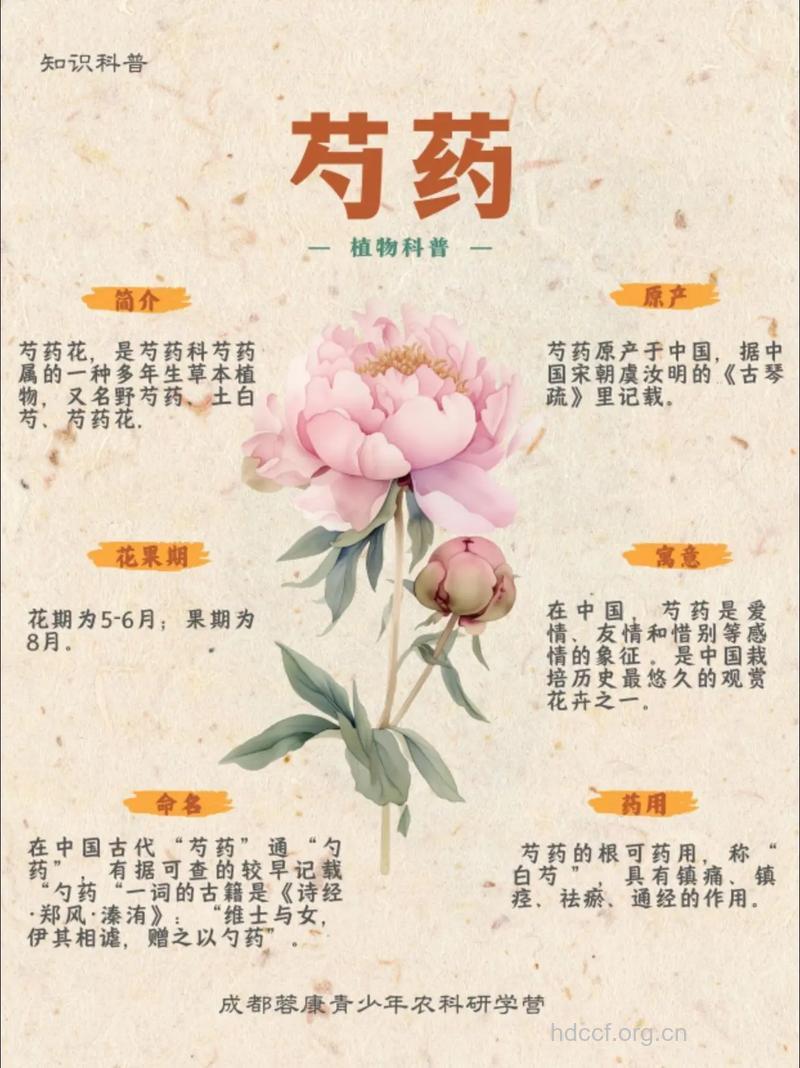 芍药花的功效与作用