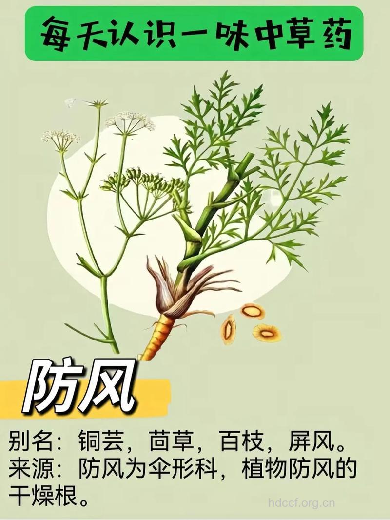 发散风寒药的功效和作用