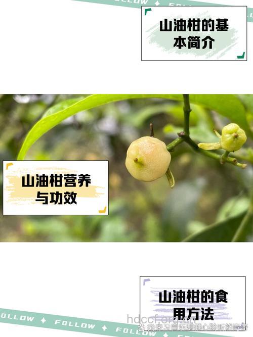 山油柑果实的功效与作用