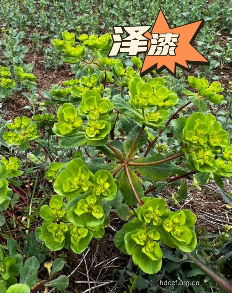 三朵云的功效与作用