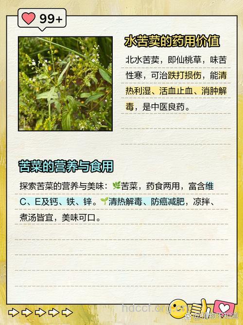 水苦荬的功效与作用