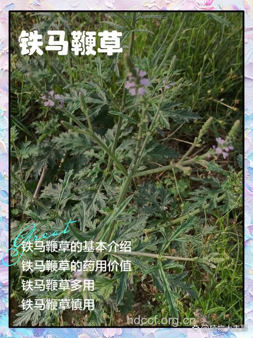 铁马鞭的功效与作用