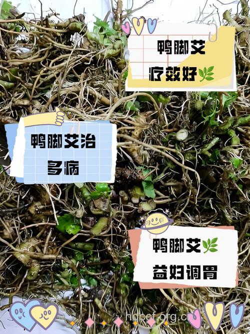 鸭脚艾的功效与作用