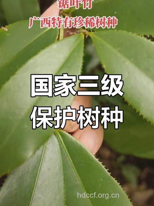 锯叶竹节树的功效与作用