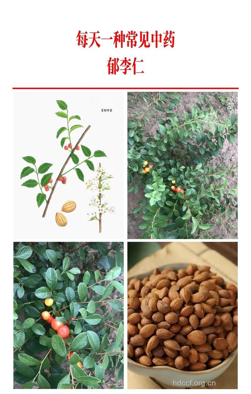 郁李根的功效与作用