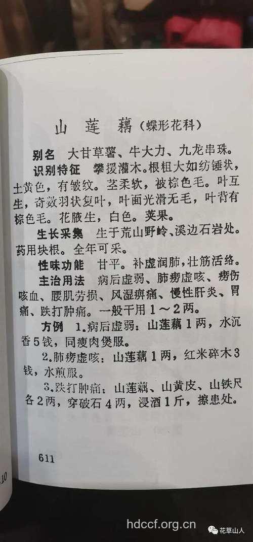 山莲藕的功效与作用
