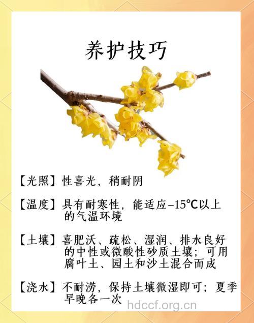 腊梅的功效与作用