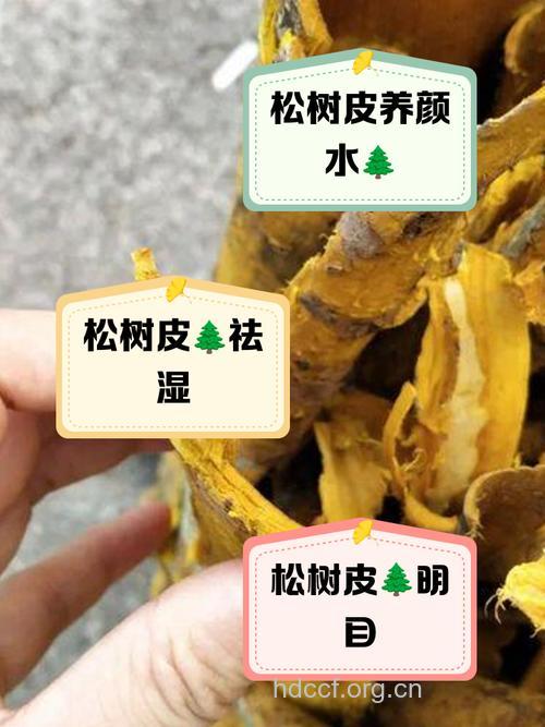 水松皮的功效与作用