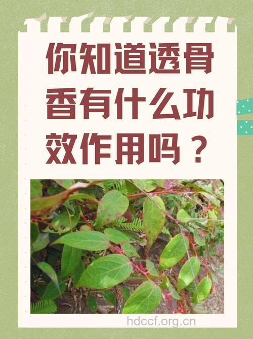 透骨香的功效与作用