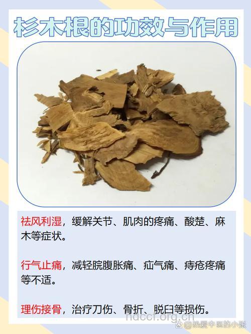 杉木根的功效与作用