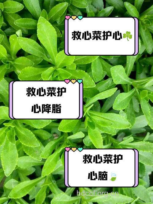 家中要常备三种救命菜
