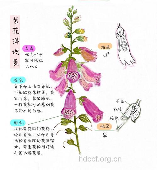 毛花洋地黄的功效与作用