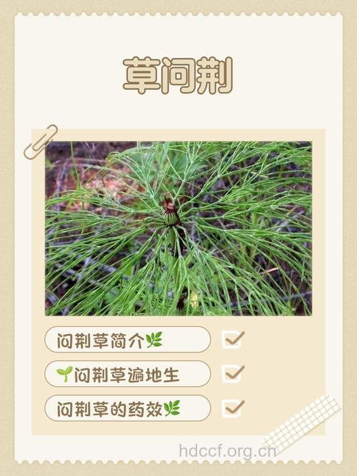 密枝问荆的功效与作用