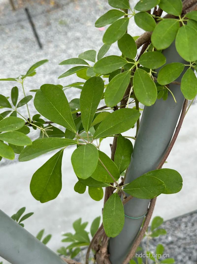 五叶木通的功效与作用