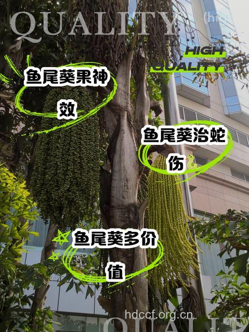 鱼尾葵根的功效与作用