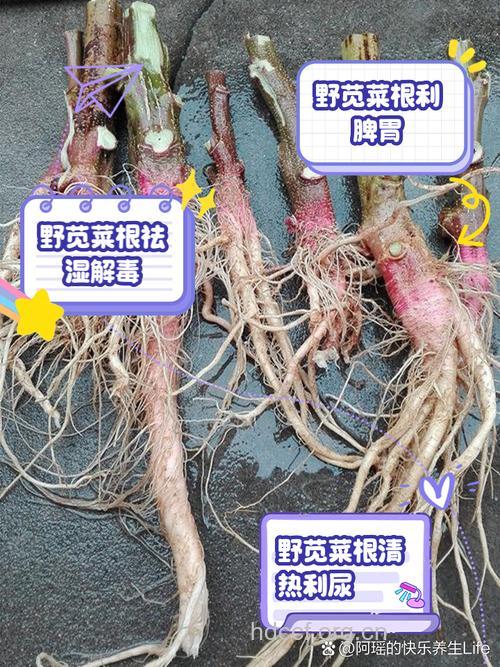野苋菜的功效与作用