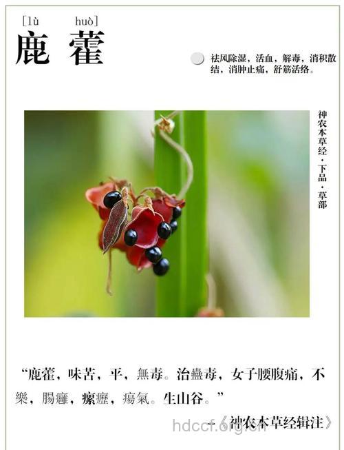鹿藿的功效与作用