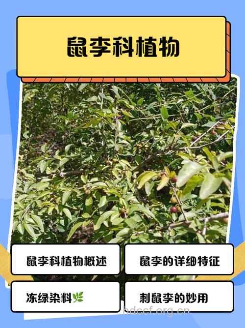 皱叶鼠李的功效与作用