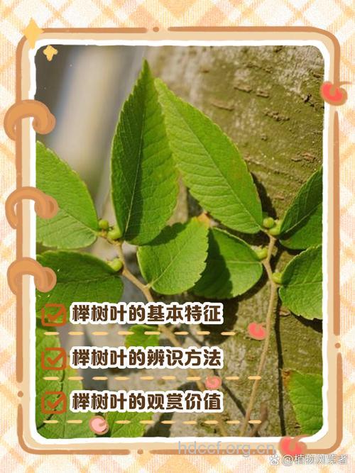 榉树叶的功效与作用