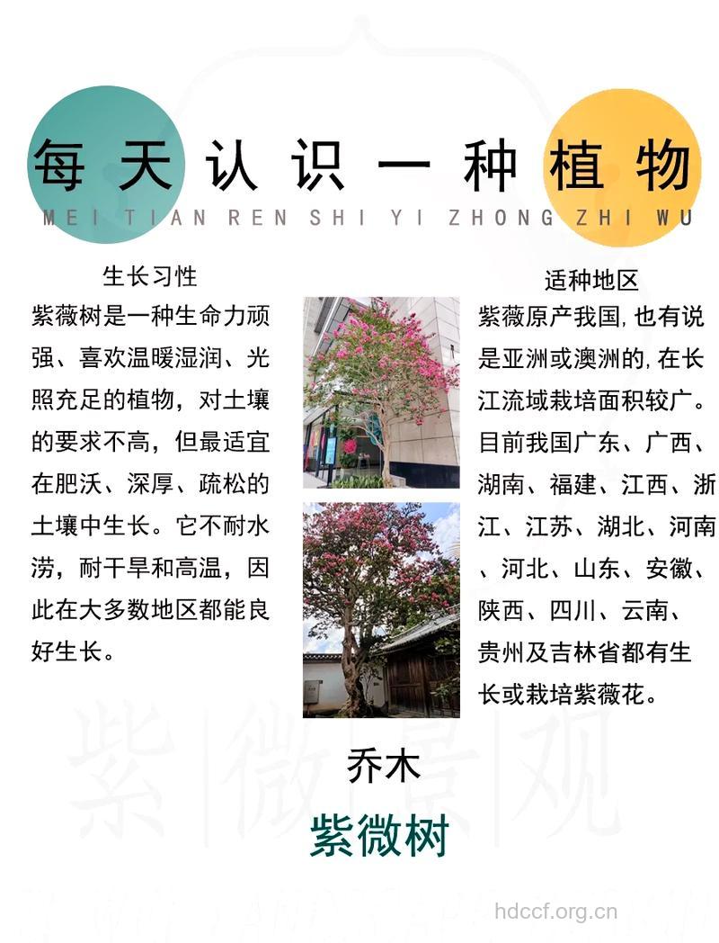 紫薇的功效与作用