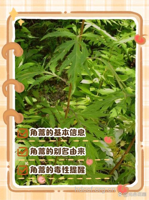 西藏角蒿的功效与作用