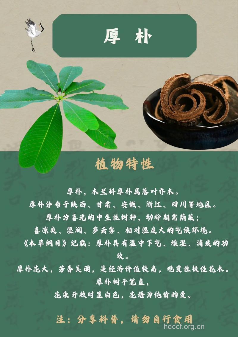 野厚朴的功效与作用