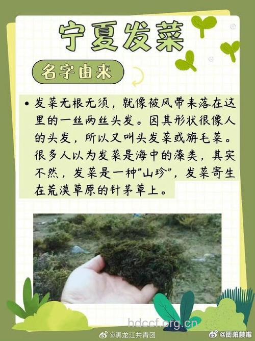 发菜的功效与作用