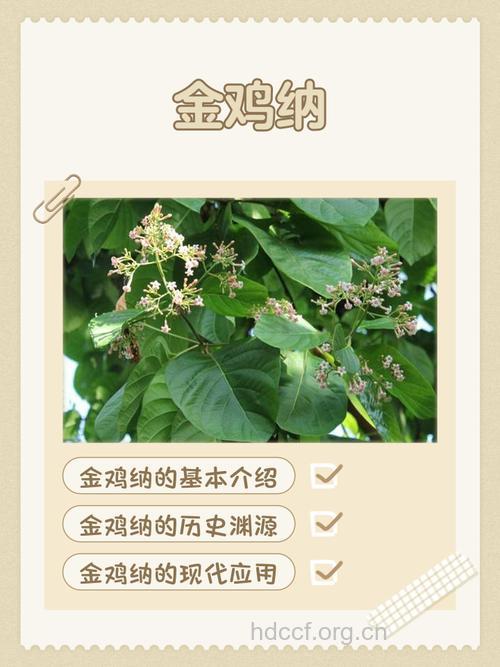 金鸡纳的功效与作用