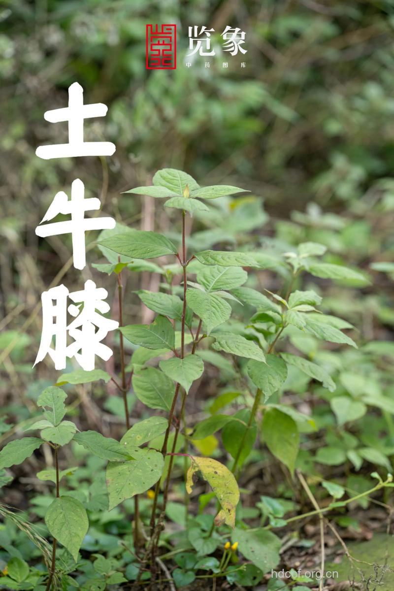 土牛膝的功效与作用