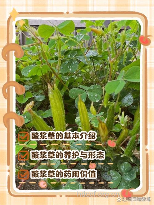 酸浆菜的功效与作用